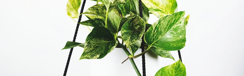 英格兰足球超级联赛官方标志